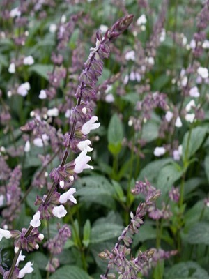 SALVIA leucantha 'Waverly'